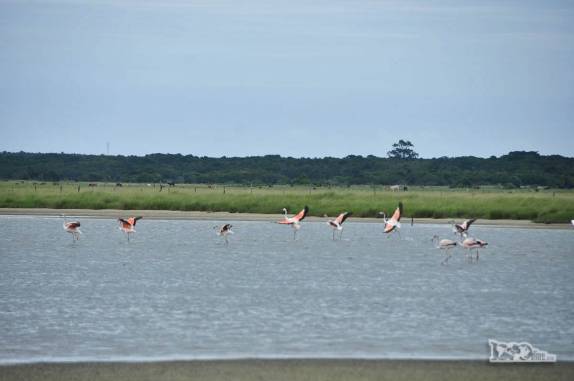 Grupo de flamingos no Parque Nacional da Lagoa do Peixe, no sul do Rio Grande do Sul, entre a Lagoa dos Patos e o Oceano Atlântico